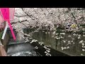 2016 04 01 金 目黒川桜開花状況