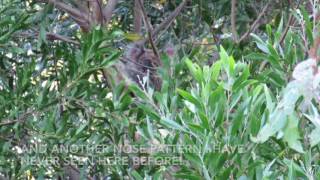 3 koalas seen close to each other