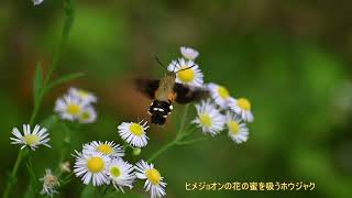 ヒメジョオンの花の蜜を吸うホウジャク