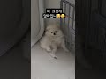 포메라니안 포메 볼수록 매력이 흘러 넘치는 강여름 특집 puppy pomeranian dog 맞구독 구독 좋아요