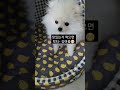 포메라니안 포메 볼수록 매력이 흘러 넘치는 강여름 특집 puppy pomeranian dog 맞구독 구독 좋아요