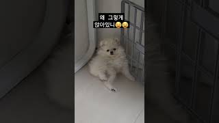 #포메라니안 #포메 볼수록 매력이 흘러 넘치는 #강여름 특집 #puppy #pomeranian #dog #맞구독 #구독 #좋아요