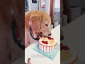 Tobo ने बनाया Sweet Cake #pets #dog #cibusamans #trending