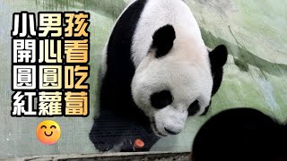 圓圓窗前吃紅蘿蔔,小男孩好奇趨前看,門口萌坐好可愛|Giant Panda Yuan Yuan,圆圆,貓熊,大貓熊,大熊貓|台北動物園|Taipei Zoo