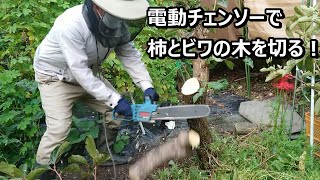 久しぶりに使う小型チェンソーで庭木（柿、ビワ）を切る！