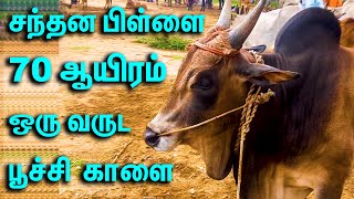 70 ஆயிரம் ஒரு வருட சந்தனப்பிள்ளை காங்கேயம் பூச்சி காளை || பழையகோட்டை மாட்டுச்சந்தை || Kangeyam Bull