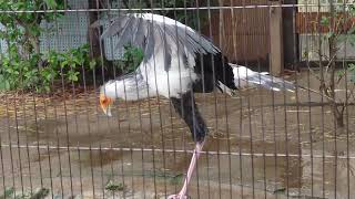 ヘビクイワシ　上野動物園