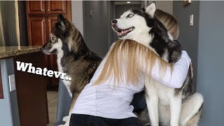 Hugging My Dog For Too Long... Kakoa Gets Jealous!