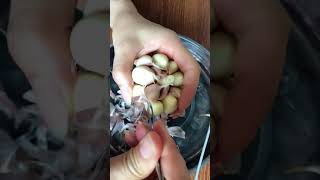 how to garlic propagation for display, রসুন চাষ এর আজব পদ্ধতি #Shorts