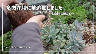 [224][多肉植物]あいてる所が増えたので追加しました😊2024年9月10日