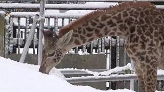 雪の中 元気に過ごすマサイキリンたち~Giraffe runs in snow