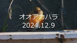 2024.12.9の桜川に居たオオアカハラです