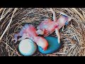 Two color eggs in one nest || Bird Plus Animals