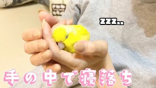 マメルリハ 手の中で寝る｜鳴き声が可愛い♡ vlog#20｜おしゃべりparakeet  #インコ #マメルリハ