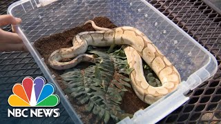 Chompers The Python Scares Off Suspect In Armed Robbery Attempt, Police Say