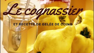 COMMENT FAIRE GERMER UN PÉPIN DE COING faire pousser un cognassier + recette GELÉE DE COING