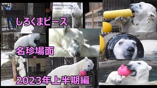 【生きる伝説】しろくまピース名珍場面2023年上半期編♪とべ動物園