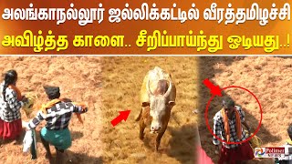 பயமா.. எனக்கா..! அலங்காநல்லூர் ஜல்லிக்கட்டில் வீரத்தமிழச்சி அவிழ்த்த காளை.. சீறிப்பாய்ந்து ஓடியது