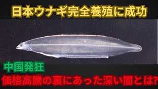 日本ウナギ完全養殖に成功 中国発狂 価格高騰の裏にあった深い闇とは?