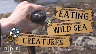 How To Find Your Own Seafood | The Salt | NPR