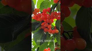 China red cherry fruit #shorts #short🍒🍒🍒