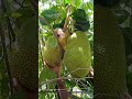 ചെറിയ പ്ലാവിലെ വലിയ ചക്ക limekerala jackfruit