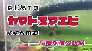 はじめてのヤマトヌマエビ繁殖への道〜隔離水槽で観察〜