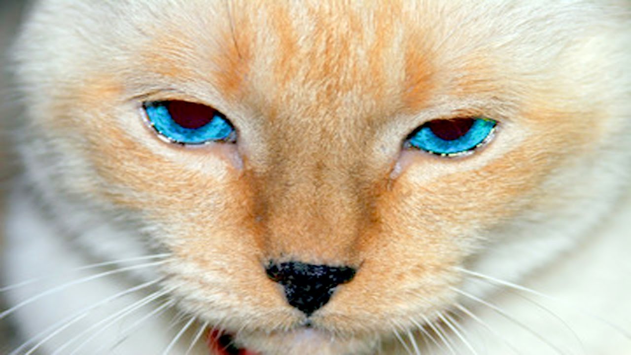 10 Life Hacks For Cats Youtube