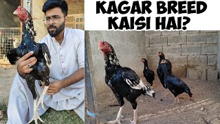 KAGAR Breed or Lassani Aseel | Asil Chickens Farm Islamabad