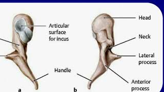 OSSICLES OF MIDDLE EAR