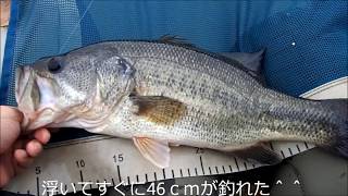 初冬の伊庭内湖でフローターでフライでバス・２匹釣れた