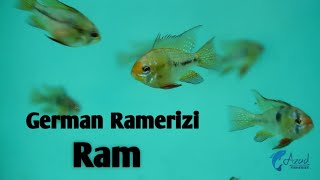 German Ramerizi Ram | Ram Fish Collection | Azad Fisheries