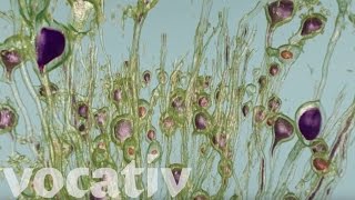 Study Microscopic Images In Virtual Reality