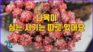 다육이 심는시기 알고 심어야 뿌리가 안정적으로 자리를 잡으면서 풍성하게 성장해요