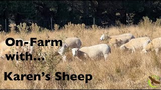 Karen's Sheep - On-farm with Ray Archuleta - Regenerative Farming a Farming Revolution in Australia