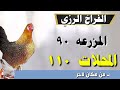 اسعار الفراخ البيضاء اليوم سعر الفراخ البيضاء اليوم السبت 2025 1 11 في مصر جمله وقطاعي