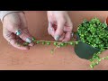 string of pearls houseplant of the week