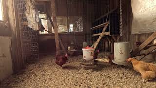 Chicken TV Ep 7.7 4K Back Yard Chickens Continuous Footage!  Rooster Crowing! Hens Clucking! #asmr