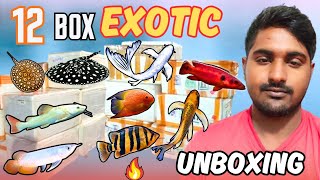 12 Boxs Excotic Unboxing/Excotic Monster Fishs/Amazing unboxing fish/Super RaRe