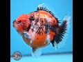 Jumbo Shogun Godzilla Oranda 6 inches - Female (241115_OR21)