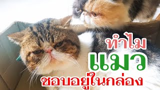 ทำไมแมวชอบอยู่ในกล่อง?