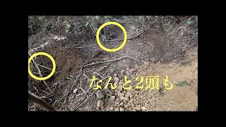 くくり罠で同時に２頭捕獲！箱罠で取れないイノシシはくくり罠で捕れ！