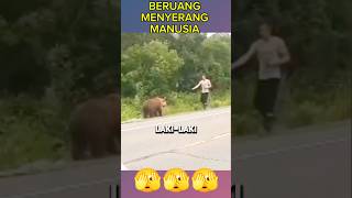 BERUANG MENYERANG MANUSIA #shorts #animals #beruang