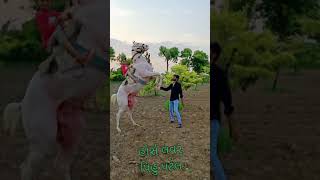 Stallion Raja super Horse 🐎 Subscribe my chennal