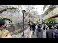 🇯🇵 sakura cherry blossom at tokyo meguro river・4k