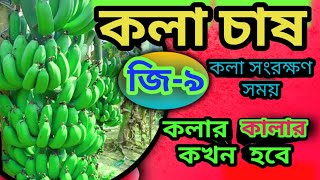 জি-৯কলা চাষ||কলা সংরক্ষণ সময়।কলার কালার হয় কখন||কিভাবে বুঝবেন এর পদ্ধতি||©২০২৩