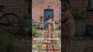 Maple, waiting for snow \u0026 fully appreciating the new garden path #vlog # #gardenpath #gardenproject