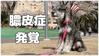 🐶膿皮症になった愛犬【ミニチュアシュナウザー】