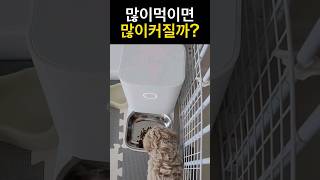 강아지 사료 많이 주면 많이커질까? #강아지사료양