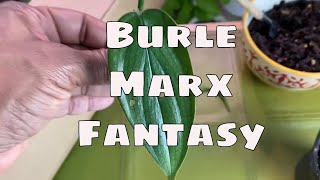 Philodendron Burle Marx Fantasy Ebay Houseplant Propagation Unboxing Wishlist Plant Mail